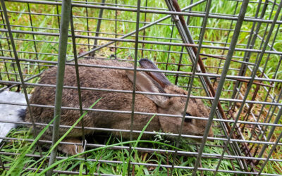 Wild rabbit caught in humane trap.